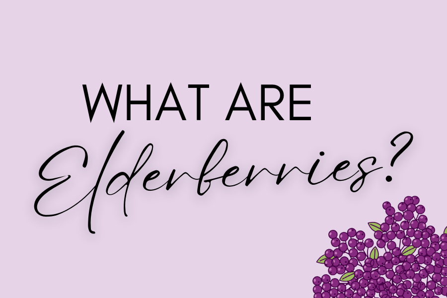 What Are Elderberries with a drawn bunch of elderberries 